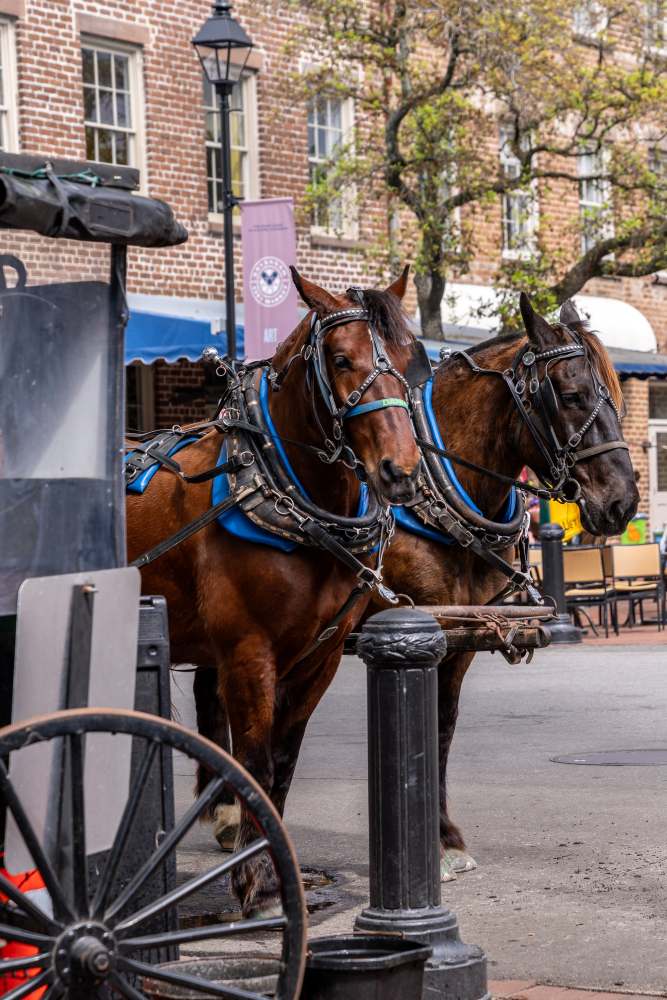 Carriage Tours