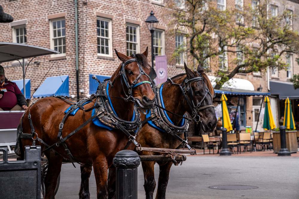 Two horses ready to pull a carriage tour